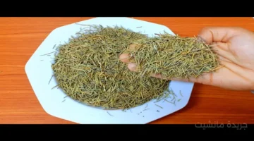 في 60 ثانية فقط.. عشبة الروز ماري تعزز الذاكرة وتدعم صحة المخ بهذه الطريقة 1